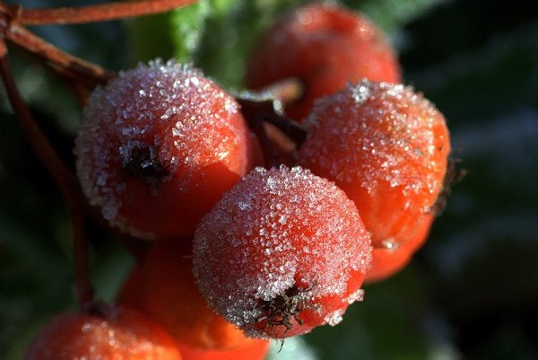 Ягоды в инее