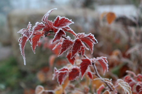 Иней осенью