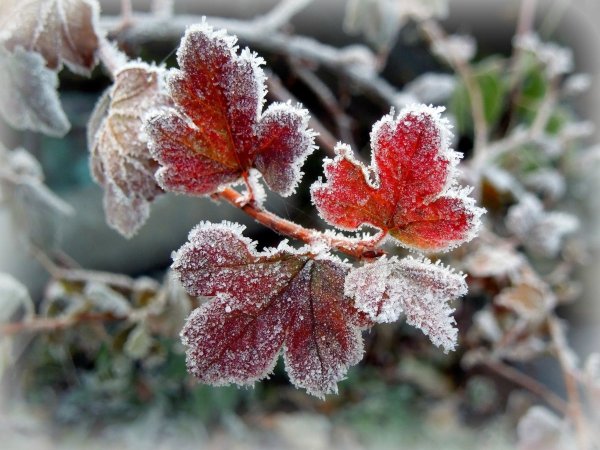 Осенние заморозки