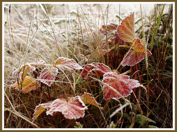Первые осенние заморозки