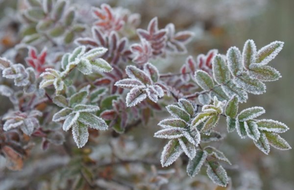 Первые заморозки в саду