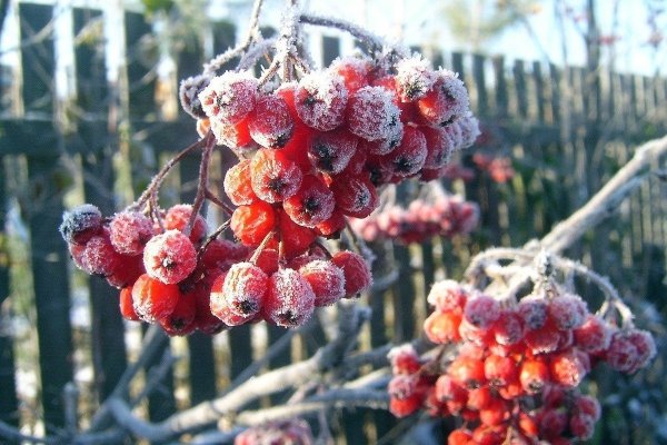 Осень первые заморозки