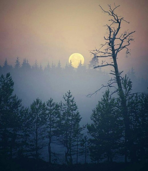 Ночь Луна туман