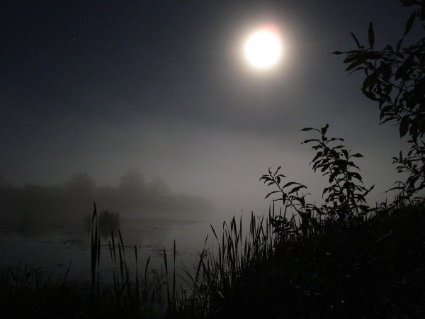 Ночное поле в тумане