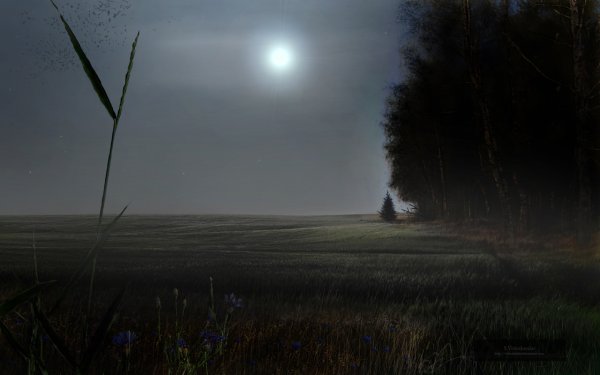 Туман в поле ночью