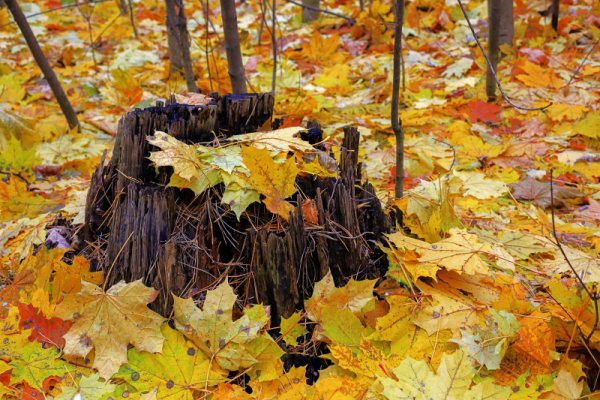 Конкурс осенние этюды фото