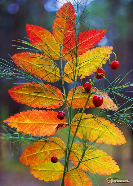 Осенние этюды картинки