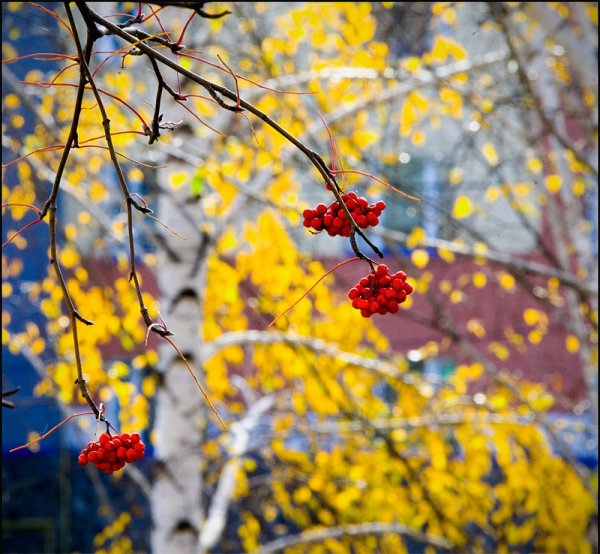 Осенние фотоэтюды