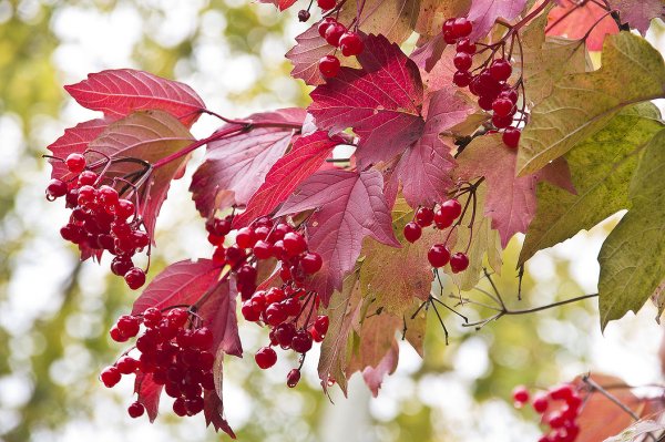 Осенний Этюд