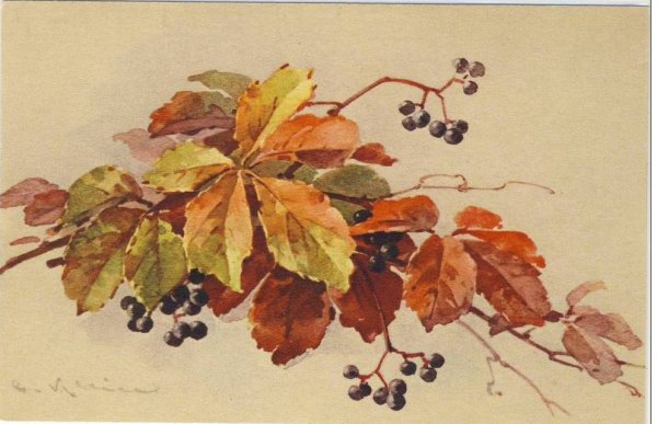 Катарина Кляйн виноград