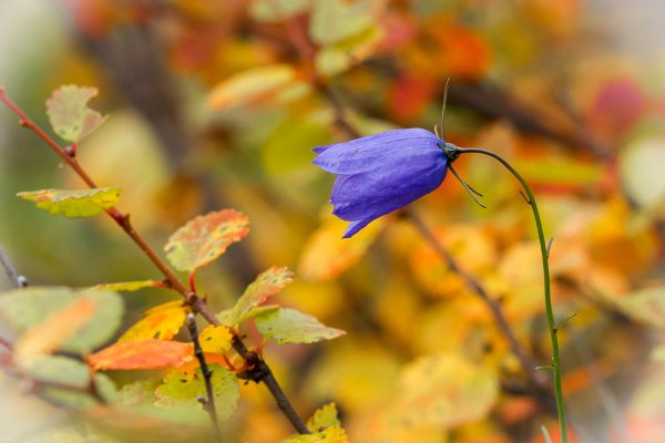 Осенний колокольчик