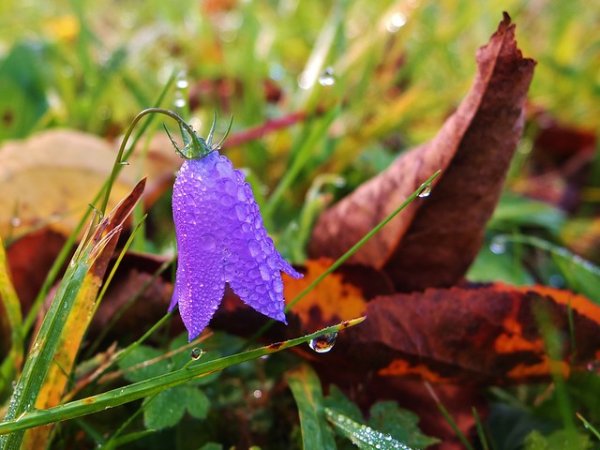 Колокольчик осень