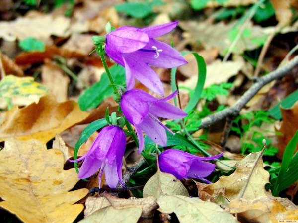 Колокольчик широколистный