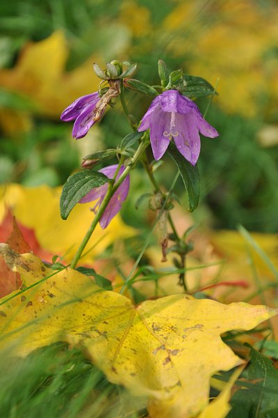Осенний колокольчик