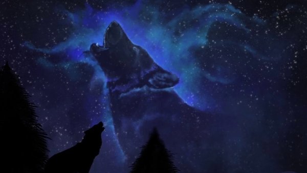 Волк на фоне ночного неба