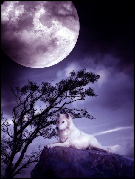 Волк в лунном свете