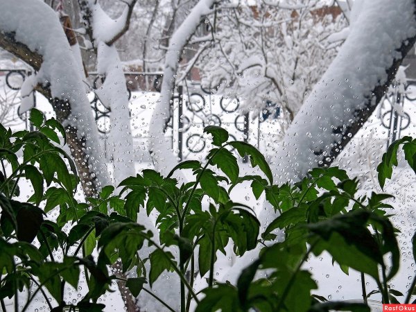 То дождь то снег