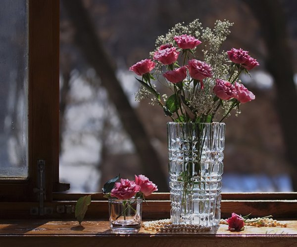 Цветы на зимнем окне