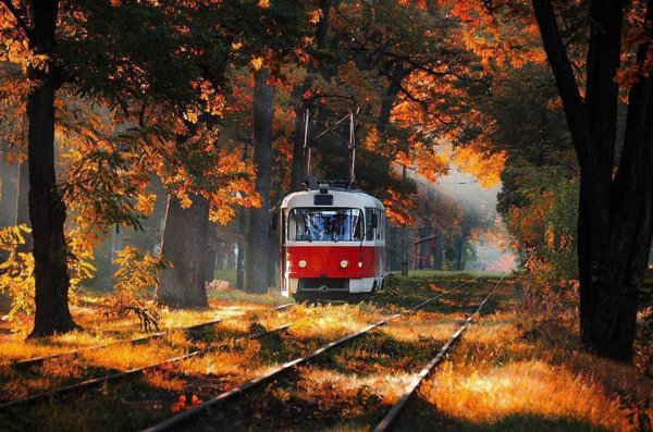 Трамвай осень