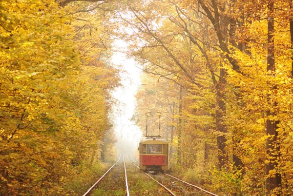 Трамвай Татра осенью