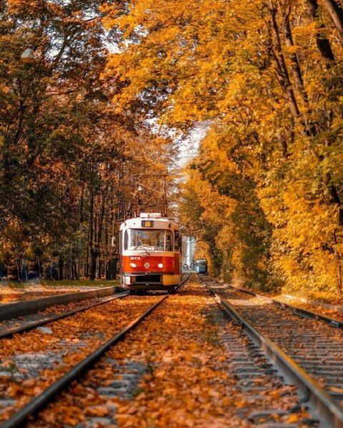 Трамвай осень