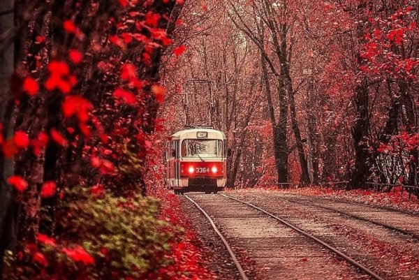 Трамвай осень