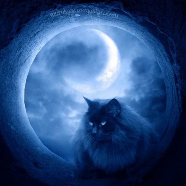 "Лунный кот"