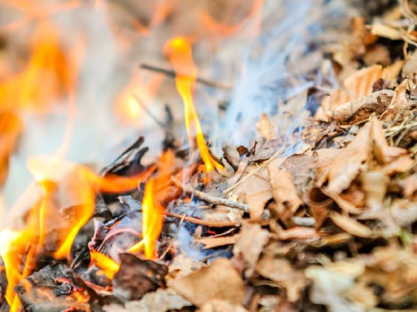 Сжигание листвы