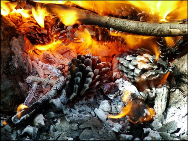 Горящая шишка