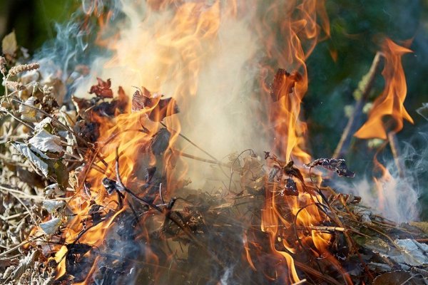 Сжигание листвы