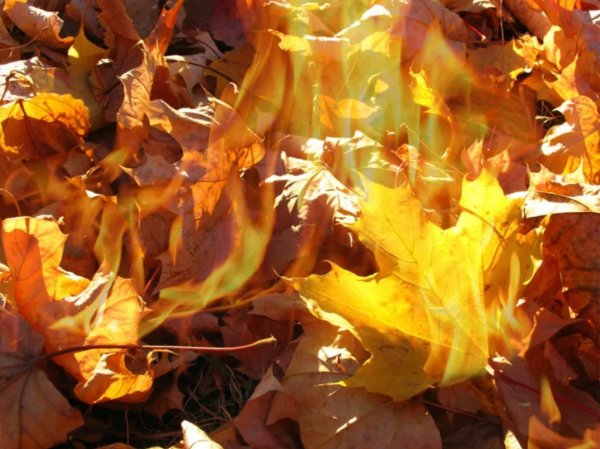 Горящие листья