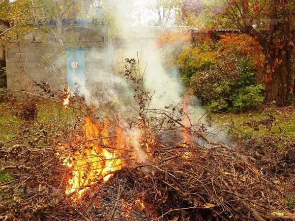 Сжигание листвы