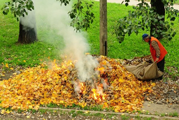 Сжигание листвы