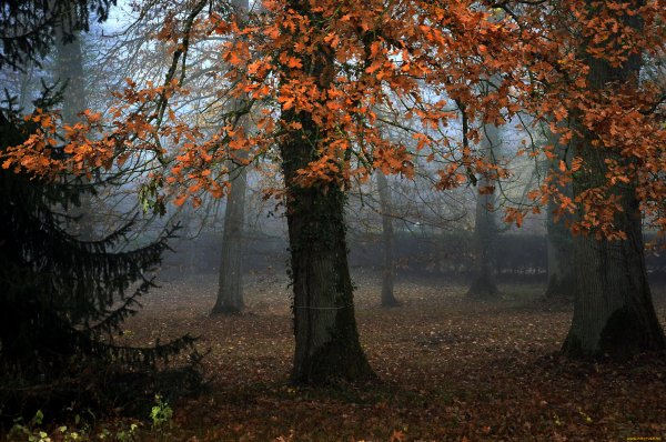 Осенний лес в сумерках
