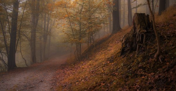 Осенний лес в сумерках