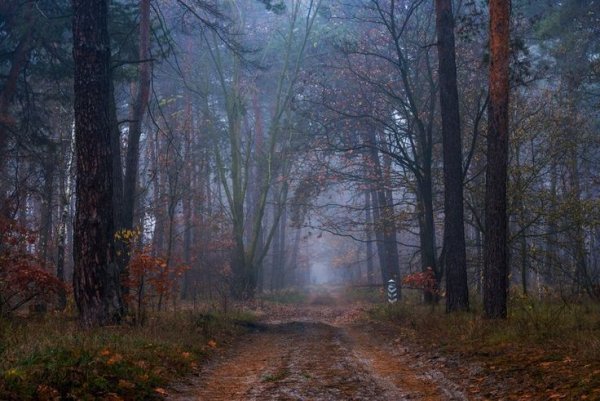 Осень сумрак