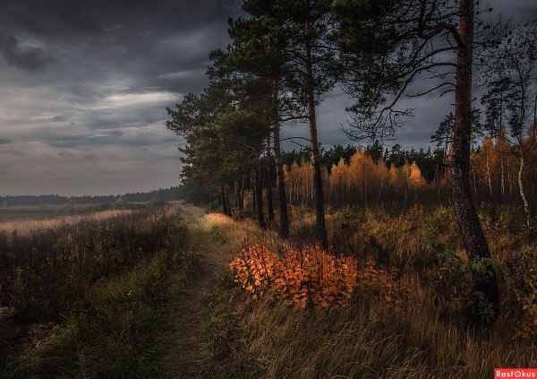 Осенний лес в сумерках