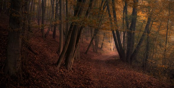 Мрачный лес