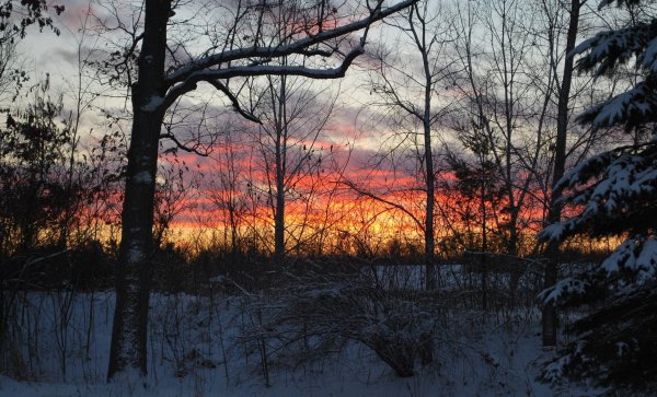 Зимний лес Сумерки
