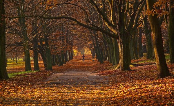 Сумерки в осеннем парке