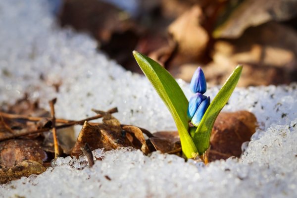 Снег в Вене