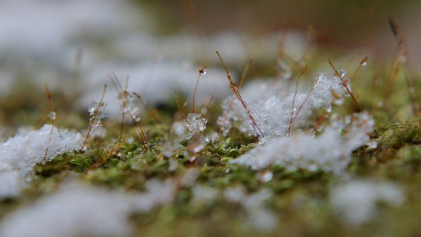 Весенний снег