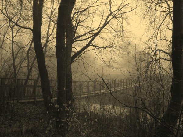 Депрессивный лес