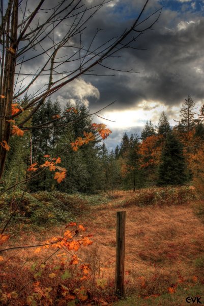 Поздняя осень в лесу