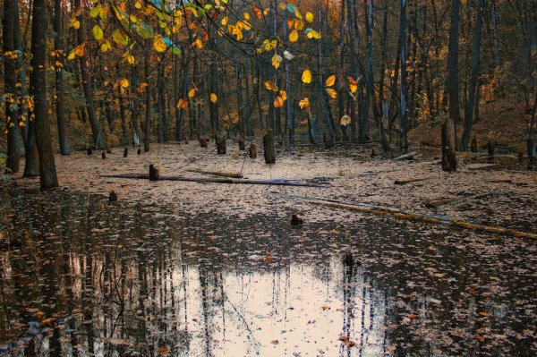 Пасмурная осень