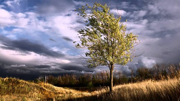 Одинокое дерево на ветру