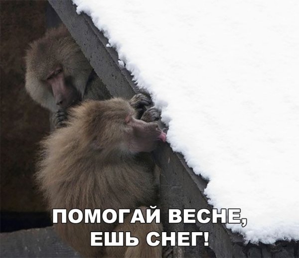 Помоги весне ешь снег