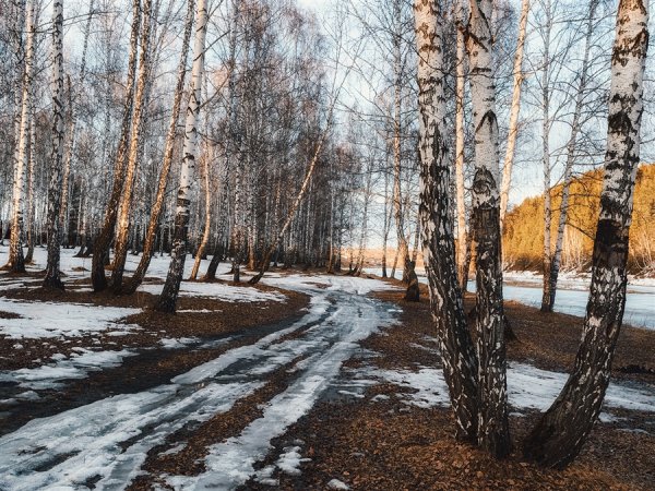 Последний снег в лесу