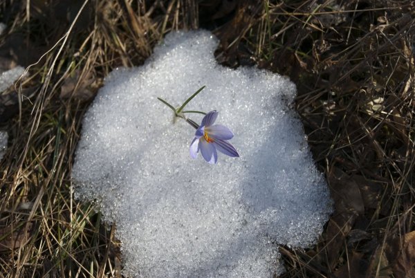 Последний снег