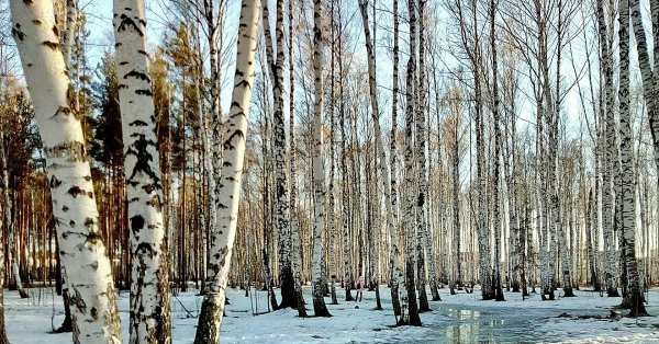 Березовая роща весной